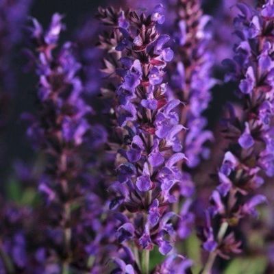 Шалфей Лирикал Блюз Шалфей Лирикал Блюз - Dolina-Sad.Ru