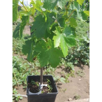 Виноград Гурман Виноград Гурман - Dolina-Sad.Ru