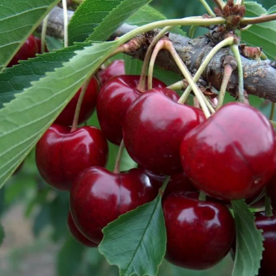 Черешня Лапинс Черешня Лапинс фото