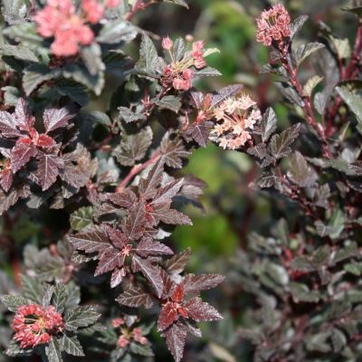 Пузыреплодник калинолистный Лаки Девил Пузыреплодник калинолистный Лаки Девил - Dolina-Sad.Ru