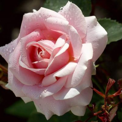 Роза Фредерик Мистрэль Роза Фредерик Мистрэль - Dolina-Sad.Ru