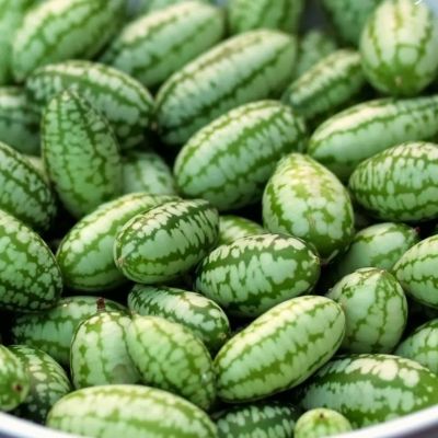 МЕЛОТРИЯ КОЛИБРИ (МИНИ-АРБУЗ) - Dolina-Sad.Ru