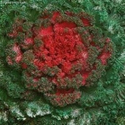 Капуста декоративная Нагойя красная F1 фото