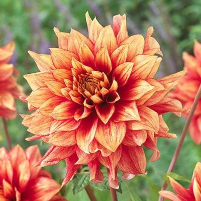 Георгина Даззлинг Мэджик Георгина Даззлинг Мэджик - Dolina-Sad.Ru