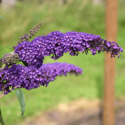 Буддлея Давида Полярис Буддлея Давида Полярис фото