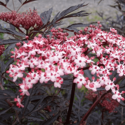 Бузина черная Блэк Лейс Бузина черная Блэк Лейс фото