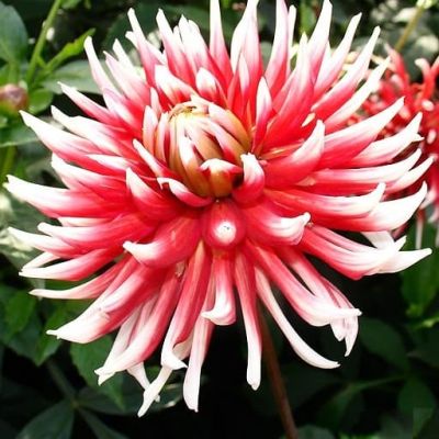 Георгина Фриколлет Георгина Фриколлет фото