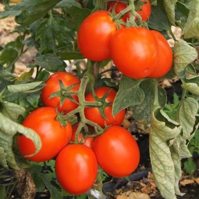 Томат Дуал Плюс F1(Seminis/Голландия) Томат Дуал Плюс F1(Seminis/Голландия) фото