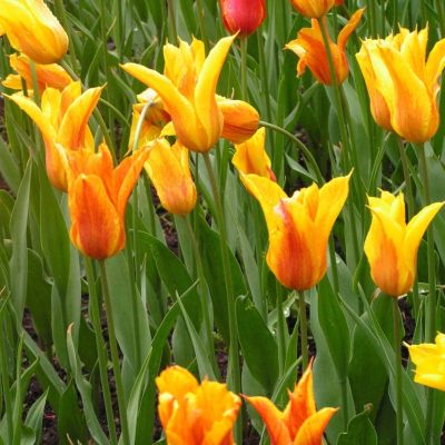 Тюльпан Лилифайер Тюльпан Лилифайер фото