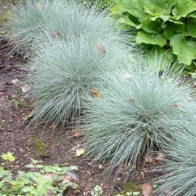 Овсяница сизая Фестина Овсяница сизая Фестина фото