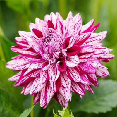 Георгина Сантандер Георгина Сантандер фото