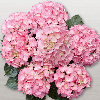 Гортензия крупнолистная Шлосс Люсендорф Гортензия крупнолистная Шлосс Люсендорф фото