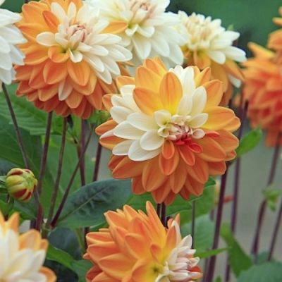 Георгина Коуп де Солеил - Dolina-Sad.Ru