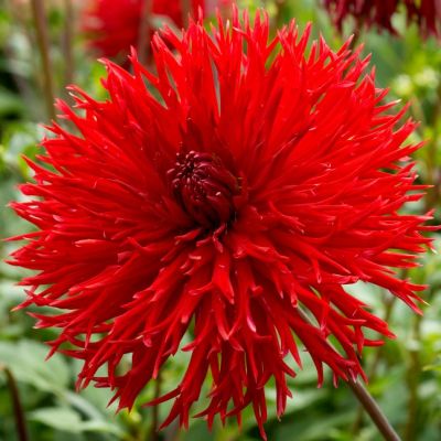 Георгина Апачи Георгина Апачи фото