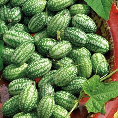 МЕЛОТРИЯ КОЛИБРИ (МИНИ-АРБУЗ) - Dolina-Sad.Ru