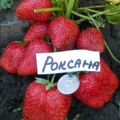 Клубника Роксана/Среднепоздняя Клубника Роксана/Среднепоздняя фото