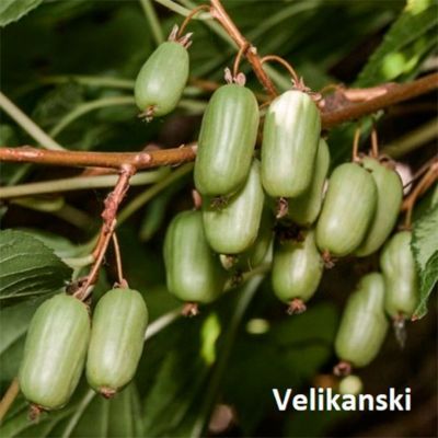 Актинидия коломикта Великански Актинидия коломикта Великански - Dolina-Sad.Ru