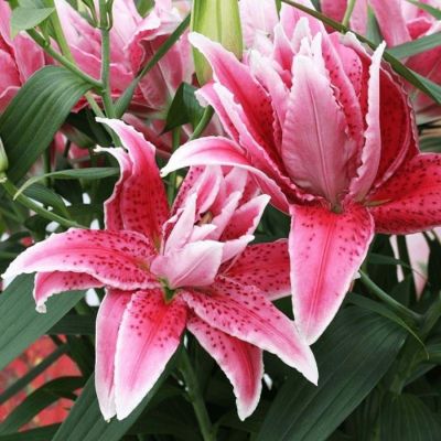 Лилия Роузлили Талисса Лилия Роузлили Талисса - Dolina-Sad.Ru