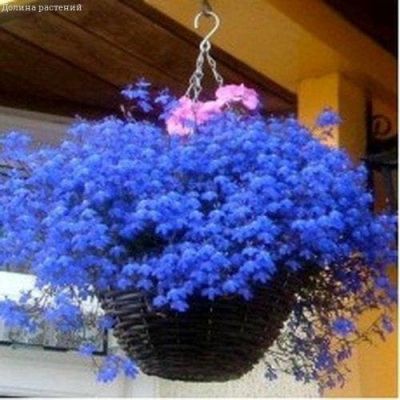 Лобелия Синий каскад , ампельная Лобелия Синий каскад , ампельная фото