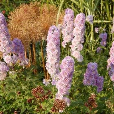 Дельфиниум Мунлайт Дельфиниум Мунлайт - Dolina-Sad.Ru