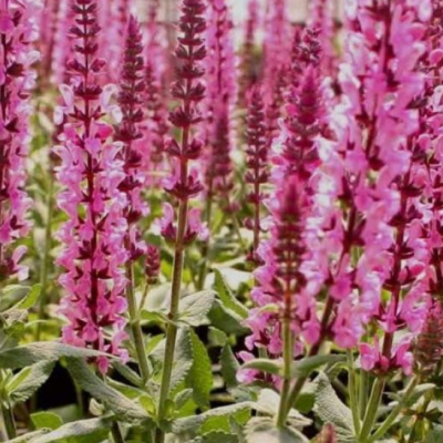 Шалфей дубравный Розеа фото