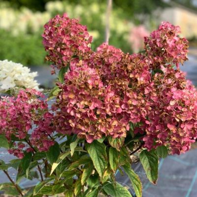 Гортензия метельчатая Тиклд Пинк Гортензия метельчатая Тиклд Пинк - Dolina-Sad.Ru