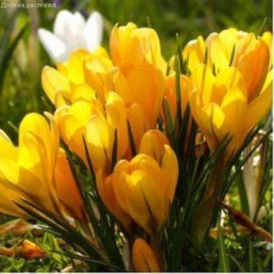 Крокус Биг Еллоу Крокус Биг Еллоу фото