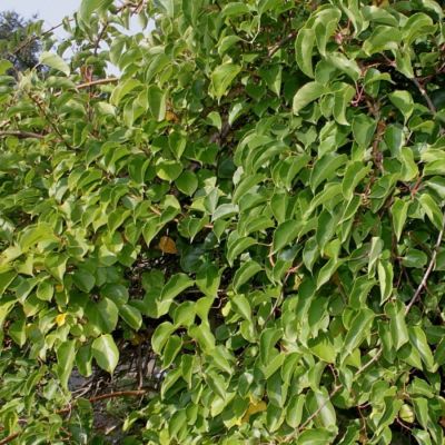 Актинидия аргута Чан Бай Джайент Актинидия аргута Чан Бай Джайент - Dolina-Sad.Ru