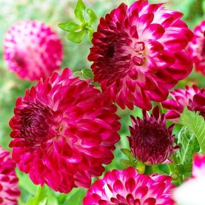 Георгина Капроз Пизаз Георгина Капроз Пизаз фото