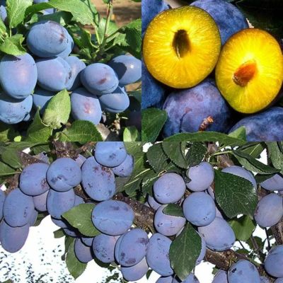 Слива Чачакская Слива Чачакская - Dolina-Sad.Ru