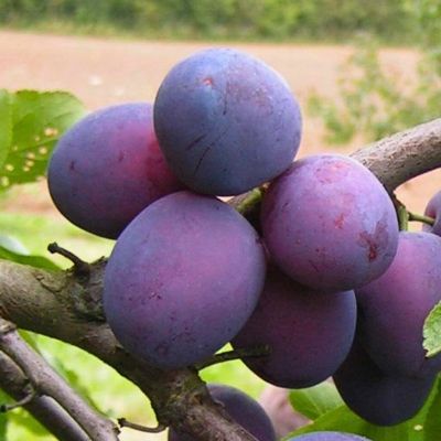 Слива Пердригон Слива Пердригон - Dolina-Sad.Ru