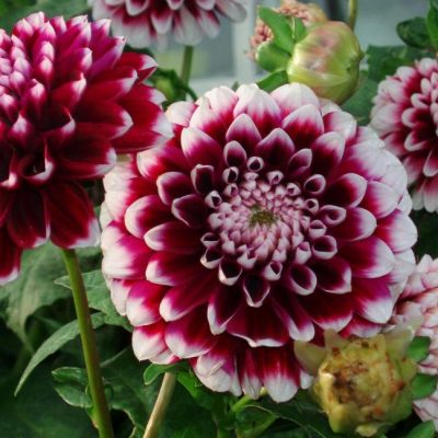 Георгина Курара Георгина Курара фото