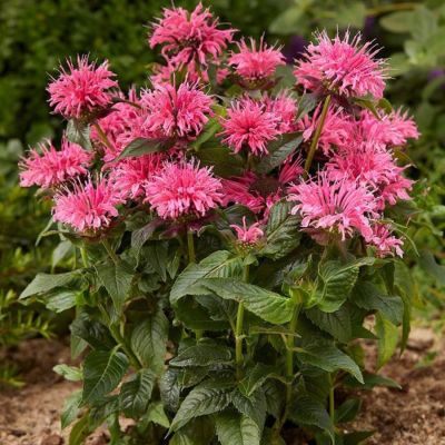 Монарда Крофтвей Пинк Монарда Крофтвей Пинк - Dolina-Sad.Ru