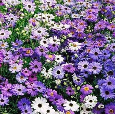 Брахикома смесь окрасок Брахикома смесь окрасок фото