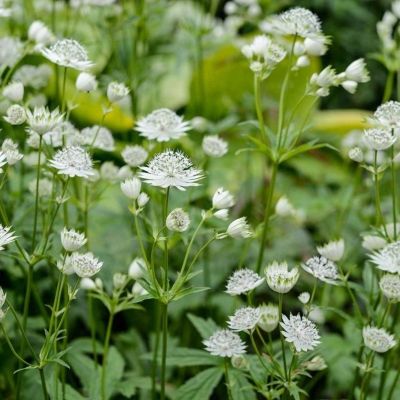 Астранция крупная Альба - Dolina-Sad.Ru