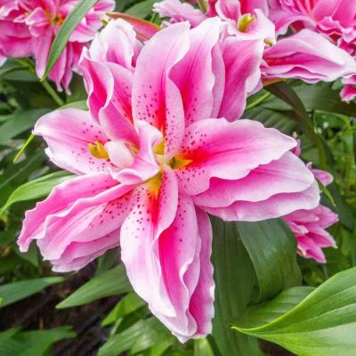 Лилия Роузлили Киара Лилия Роузлили Киара - Dolina-Sad.Ru