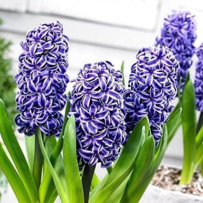 Гиацинт Рембрант Гиацинт Рембрант фото