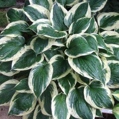 Хоста Индепенденс , x Хоста Индепенденс , x фото