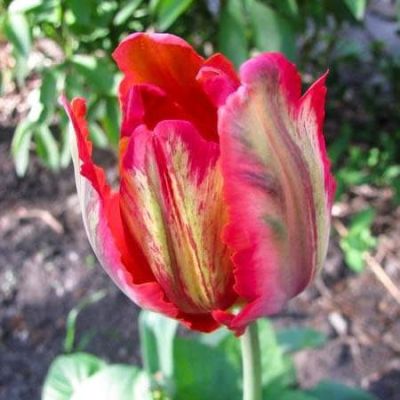 Тюльпан Блюмекс Тюльпан Блюмекс фото