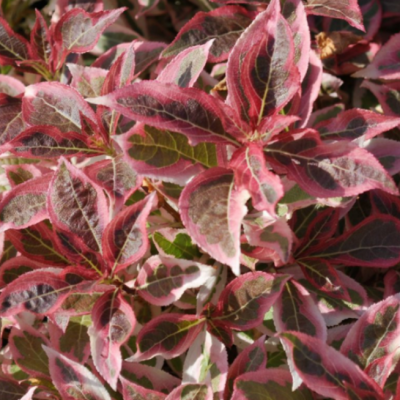 Вейгела цветущая Монет Вейгела цветущая Монет фото