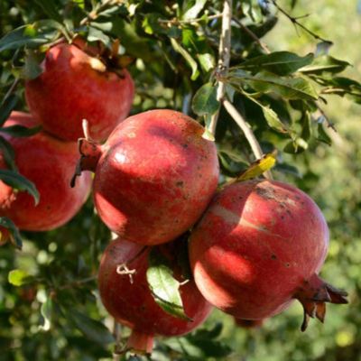 Гранат Крымский полосатый Гранат Крымский полосатый - Dolina-Sad.Ru