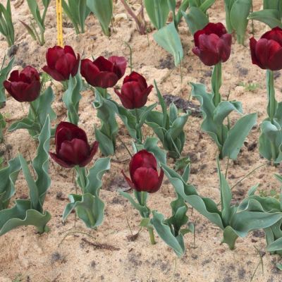 Тюльпан Паллада Тюльпан Паллада - Dolina-Sad.Ru