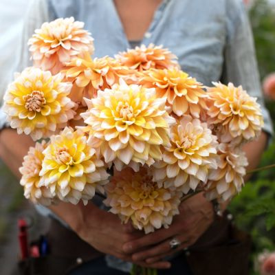 Георгина Сиэтл Георгина Сиэтл фото