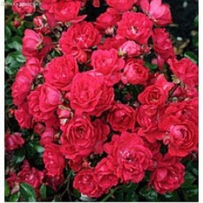 Роза Фиона Роза Фиона фото