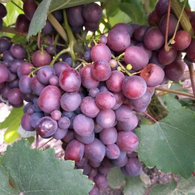 Виноград Памяти Учителя Виноград Памяти Учителя - Dolina-Sad.Ru