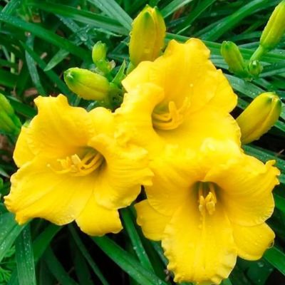 Лилейник Мини Стелла Лилейник Мини Стелла - Dolina-Sad.Ru