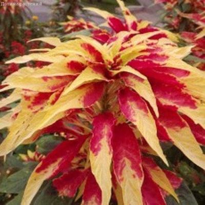 Амарант Иллюминация Амарант Иллюминация фото