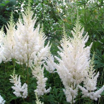 Астильба Арендса Клоуз Хармони Астильба Арендса Клоуз Хармони - Dolina-Sad.Ru