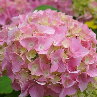 Гортензия крупнолистная Пинк Сенсейшн Гортензия крупнолистная Пинк Сенсейшн - Dolina-Sad.Ru