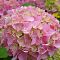 Гортензия крупнолистная Пинк Сенсейшн Гортензия крупнолистная Пинк Сенсейшн - Dolina-Sad.Ru
